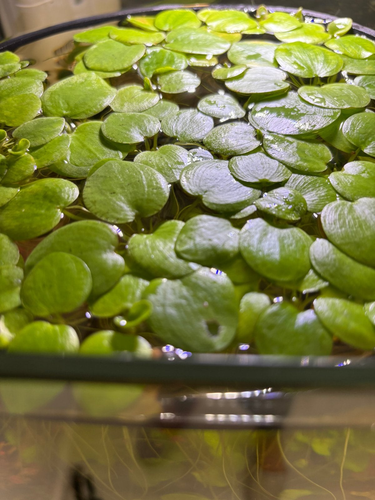 Kikkerbeet plantjes 1€ voor 5 plantjes, Dieren en Toebehoren, Ophalen, Nieuw, Plant(en), Steen of Hout