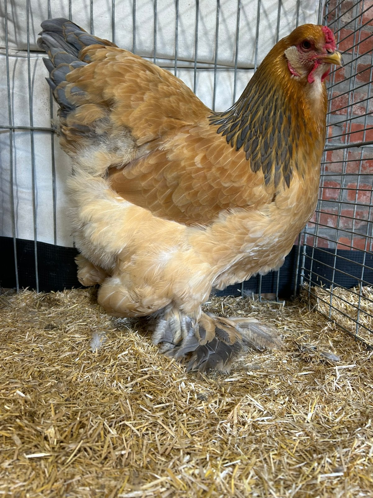 Brahma buff hen, Femelle, Poule ou poulet