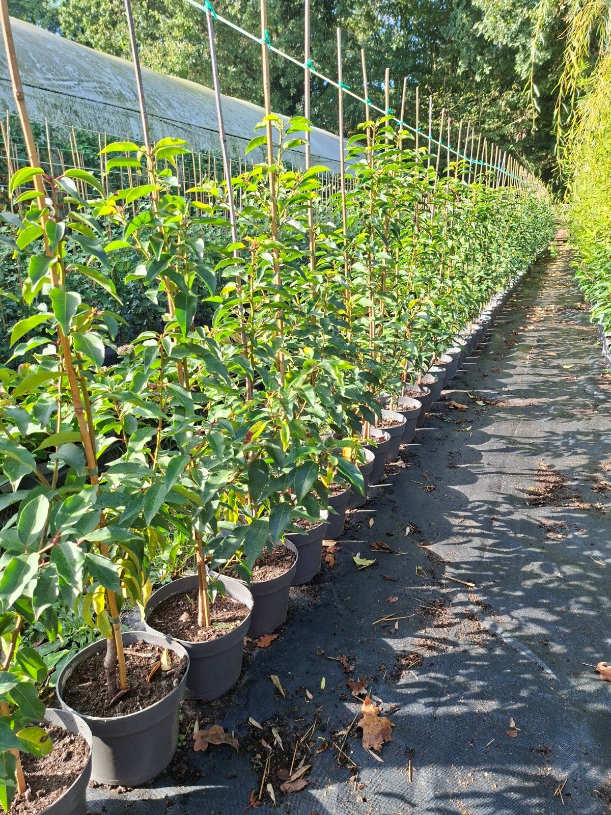 Prunus lusitanica, Enlèvement, Laurier, Haie