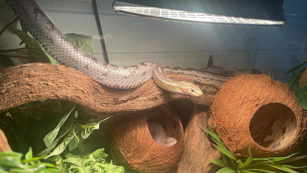 Terrarium met korenslangen, Dieren en Toebehoren, Ophalen, Gebruikt, Terrarium of Paludarium