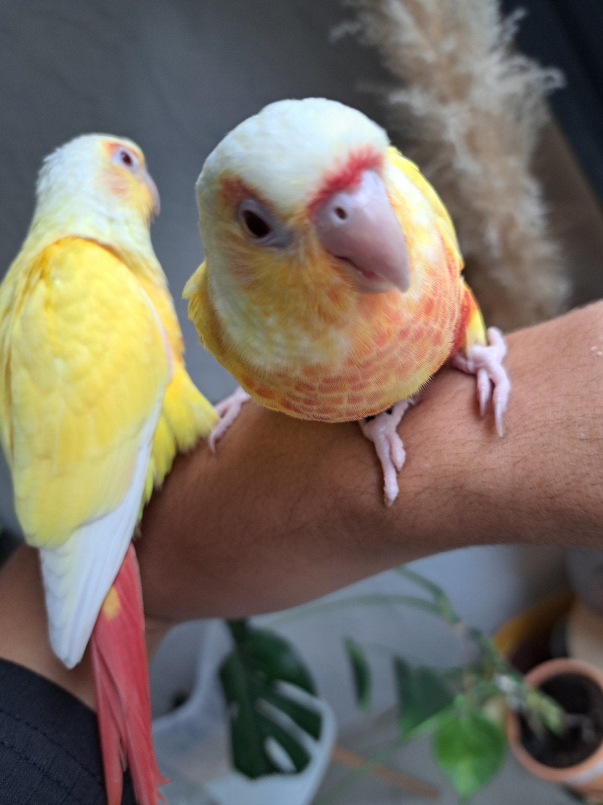 conures lutino sexés adn et élevés main