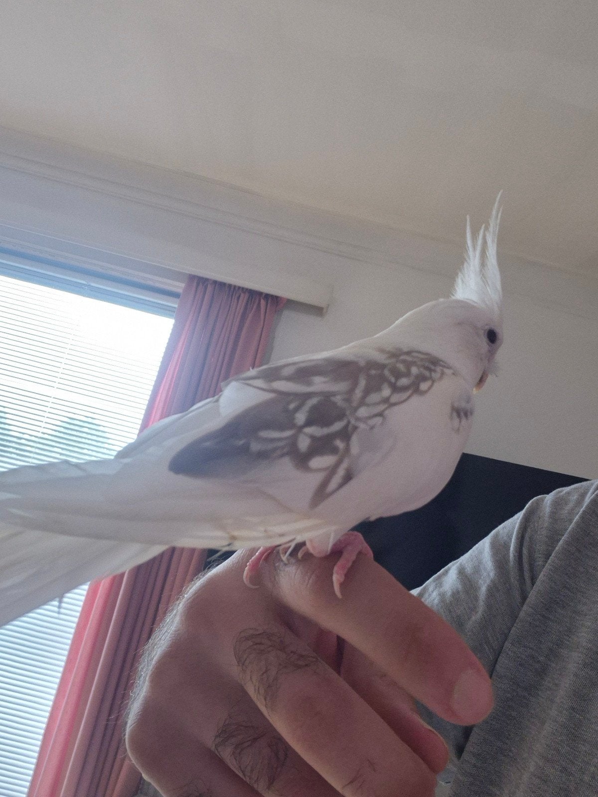 twee mooie vogels met kooi, Enlèvement