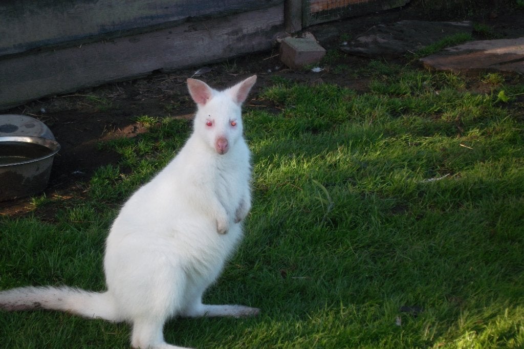wallaby, Dieren en Toebehoren, Mei, Mannelijk