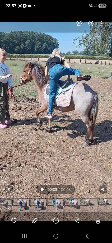 Poulain 2 ans croise shetland x iris cob, Animaux & Accessoires, Vermifugé, Moins de 160 cm, 0 à 2 ans, Ne s'applique pas