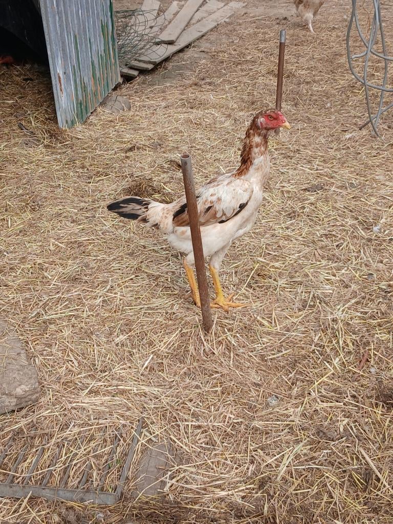 Poulet Shamo, Poule ou poulet