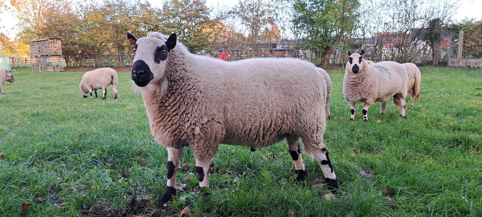 kerry Hill ram 2023, Dieren en Toebehoren, Mannelijk, Schaap, 3 tot 5 jaar