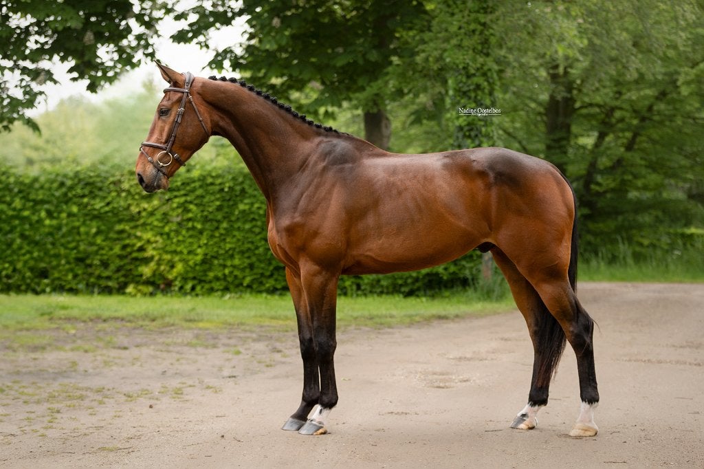 5 jarige ruin, een echte knuffelbeer!, Animaux & Accessoires, Chevaux, B, Hongre, Avec pedigree, 3 à 6 ans