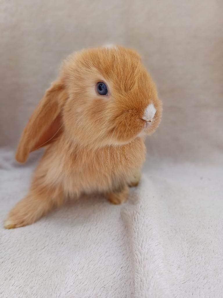 Oranje franse hangoor ram met blauwe oogjes, Mannelijk, Groot, Hangoor, 0 tot 2 jaar