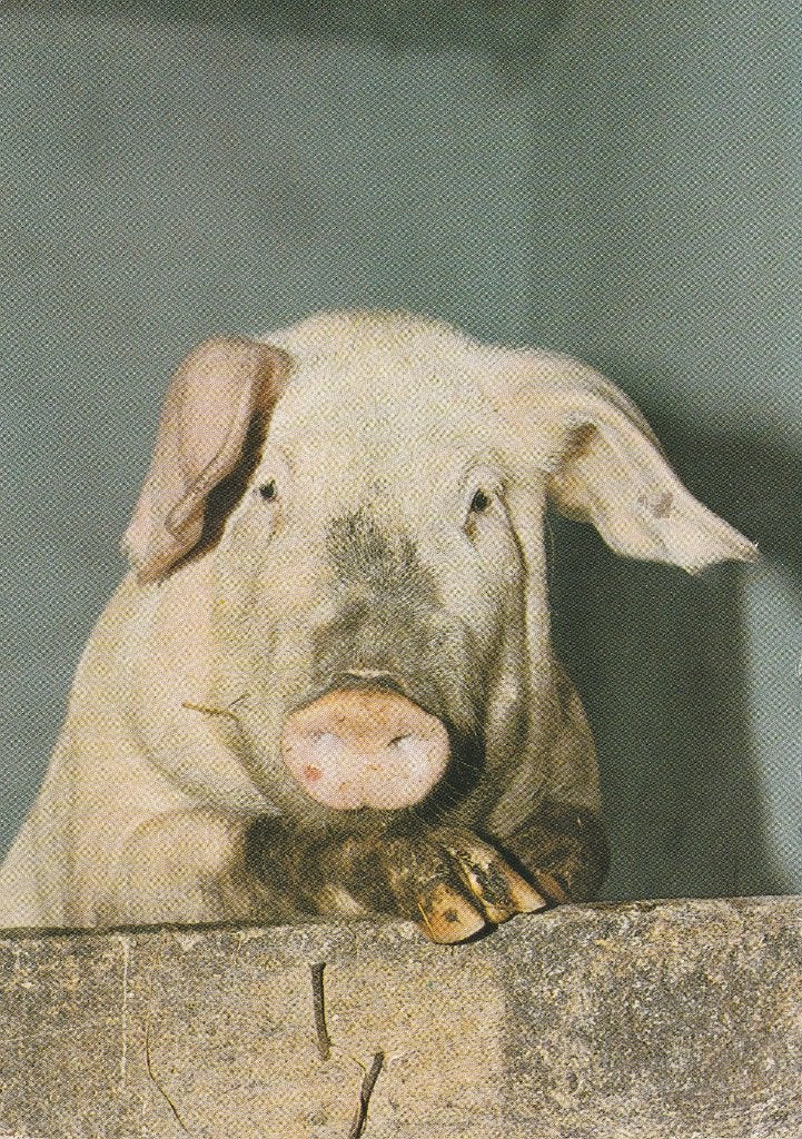 VARKEN, Verzamelen, Postkaarten | Dieren, Ophalen of Verzenden, 1980 tot heden, Gelopen, Overige soorten