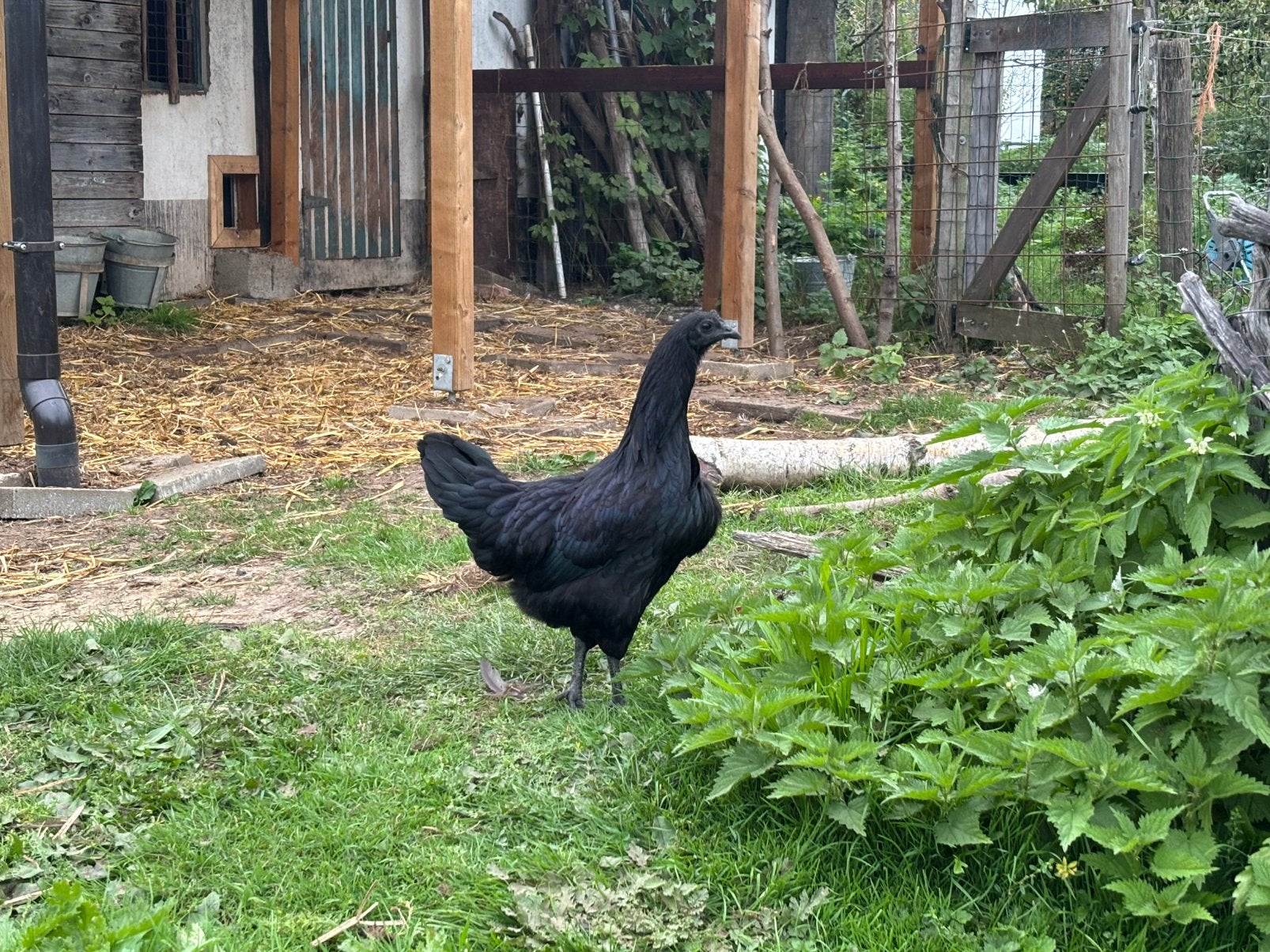 Ayam cemani koppel 6 maanden oud, Dieren en Toebehoren, Kip
