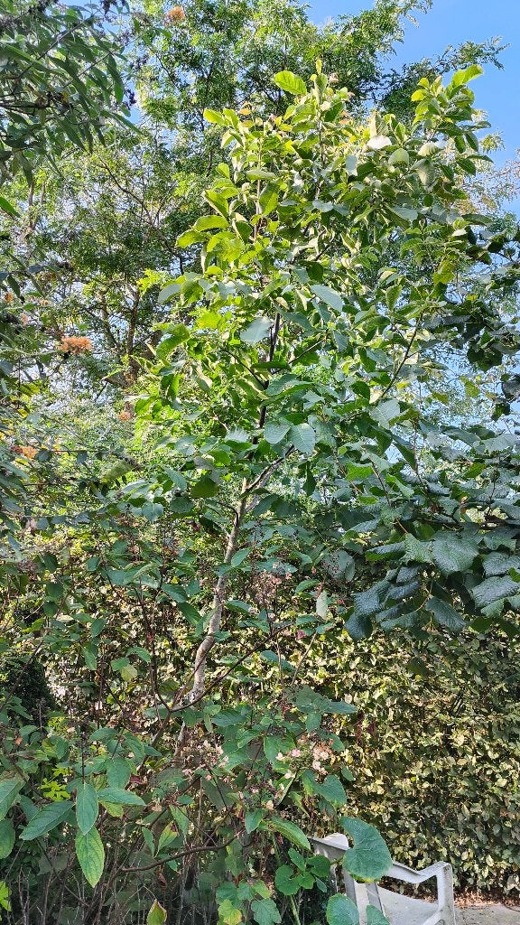 walnoot boom, Ophalen, Overige soorten, 250 tot 400 cm