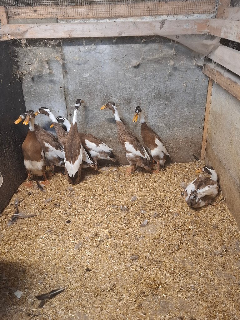 Loopeenden, Dieren en Toebehoren