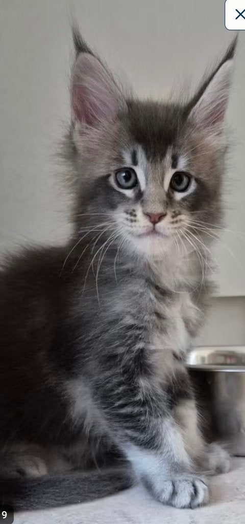 Maine Coon-kittens geboren op 17.04.2026, Dieren en Toebehoren, Katten en Kittens | Raskatten | Langhaar, Kater, Met stamboom