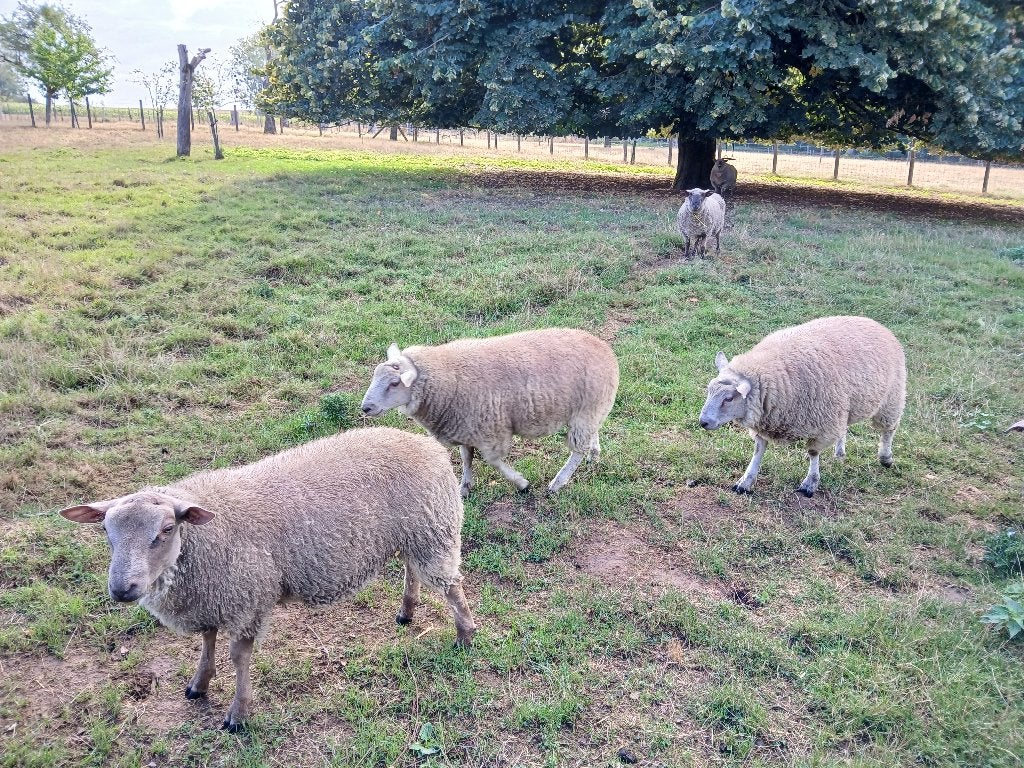 Belier (mouton/schaap), Mâle, Mouton, 0 à 2 ans
