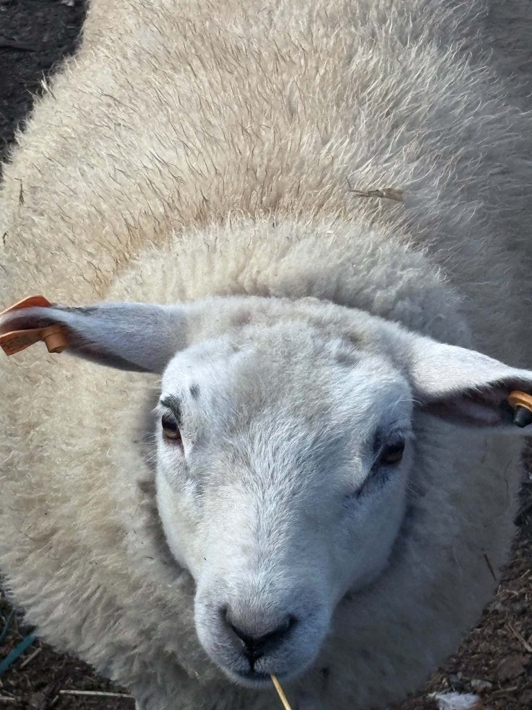 1 ram geboren eind februari 2026 kom uit een 3 ling, Mâle, Mouton, 0 à 2 ans