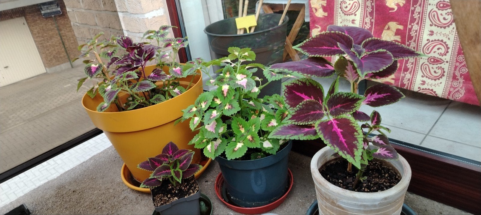 Plantes - boutures _ jeunes Coleus en pot., Enlèvement ou Envoi, Mi-ombre