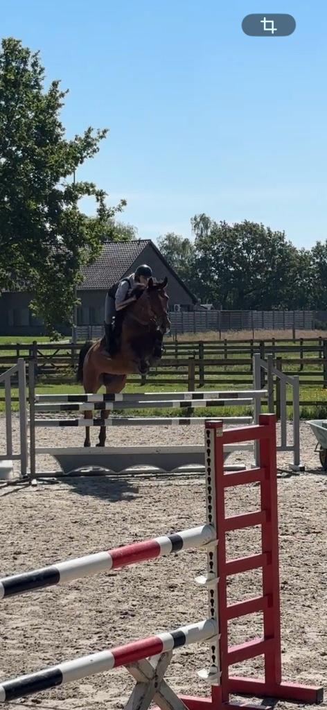 8 jarige merrie , super braaf, Dieren en Toebehoren, Paarden, Merrie, Niet van toepassing, 7 tot 10 jaar, Springpaard, Met stamboom