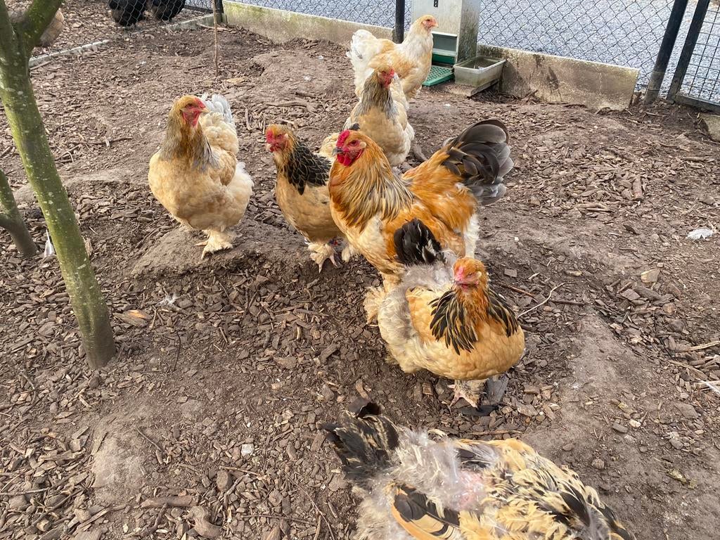 Broedeieren brahma buff zwart/ blauw columbia, Dieren en Toebehoren, Pluimvee