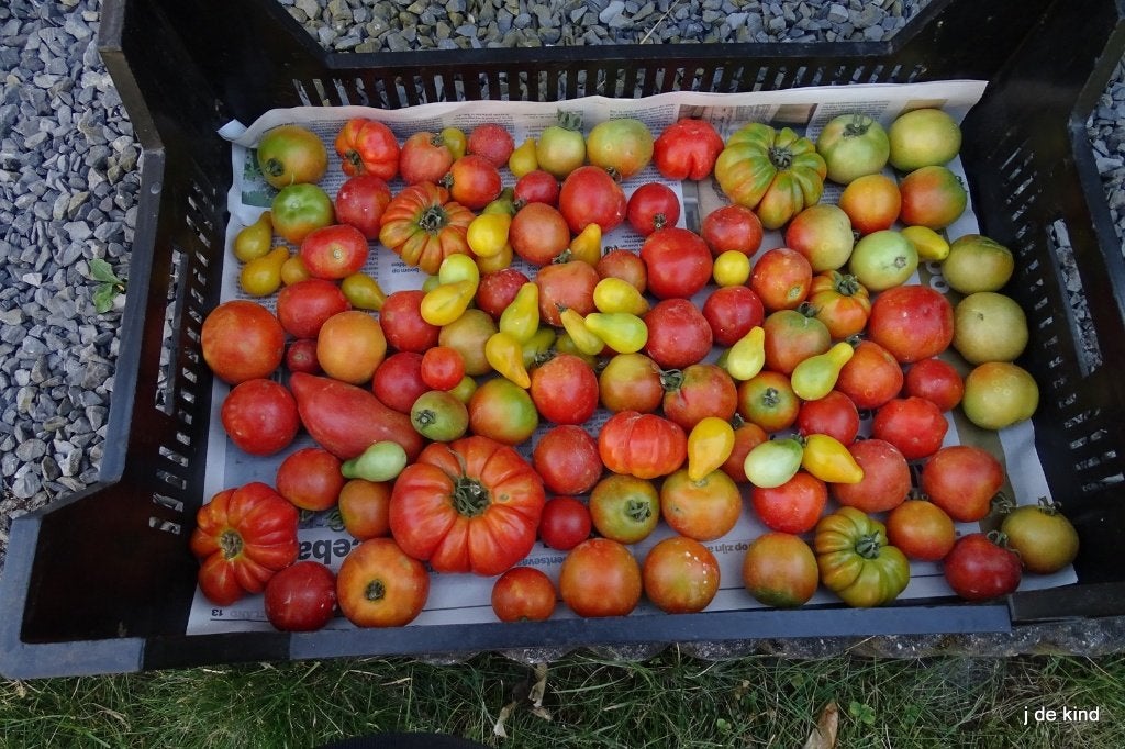tomaat, Tuin en Terras, Ophalen