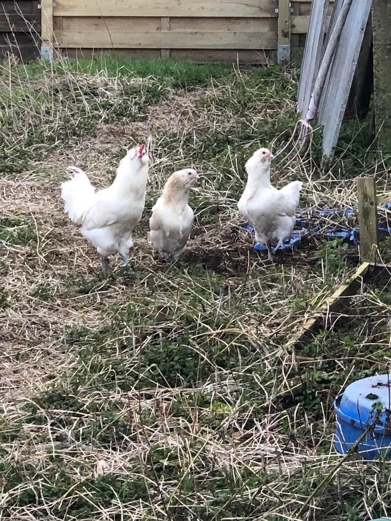 Ameraucana kuikens en broedeieren, Dieren en Toebehoren, Meerdere dieren, Kip
