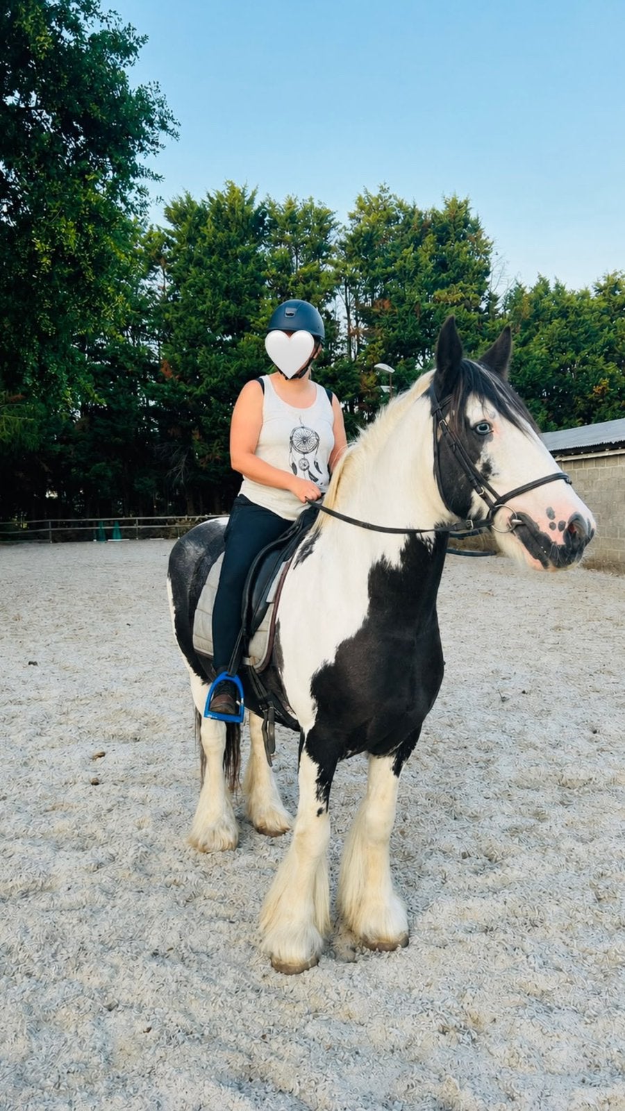 Irish cob tinker, Hongre