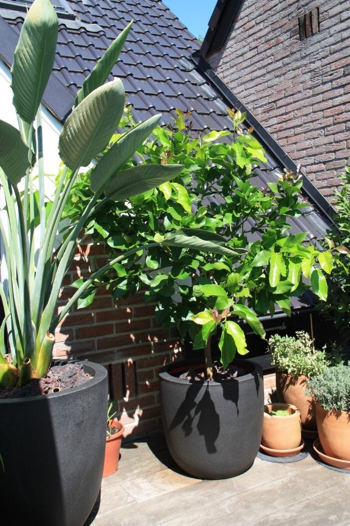 Citroenboompje in CAPI pot, Jardin & Terrasse, Plantes | Arbres fruitiers, Citronnier, En pot, Plein soleil, Enlèvement