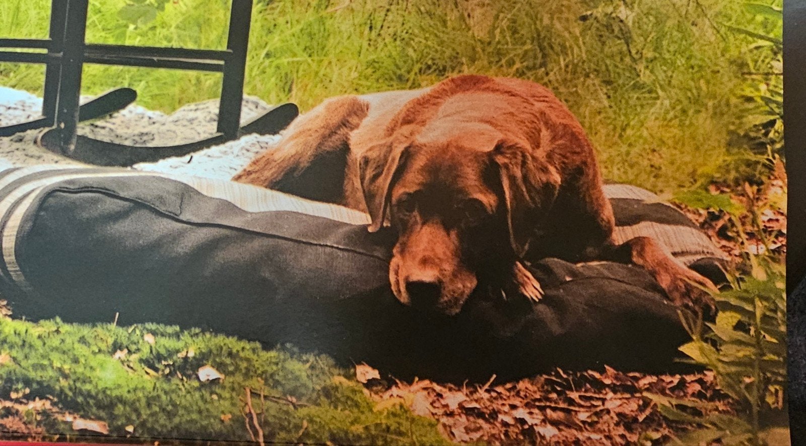 dog lounge, Animaux & Accessoires, Enlèvement ou Envoi, Neuf, Coton