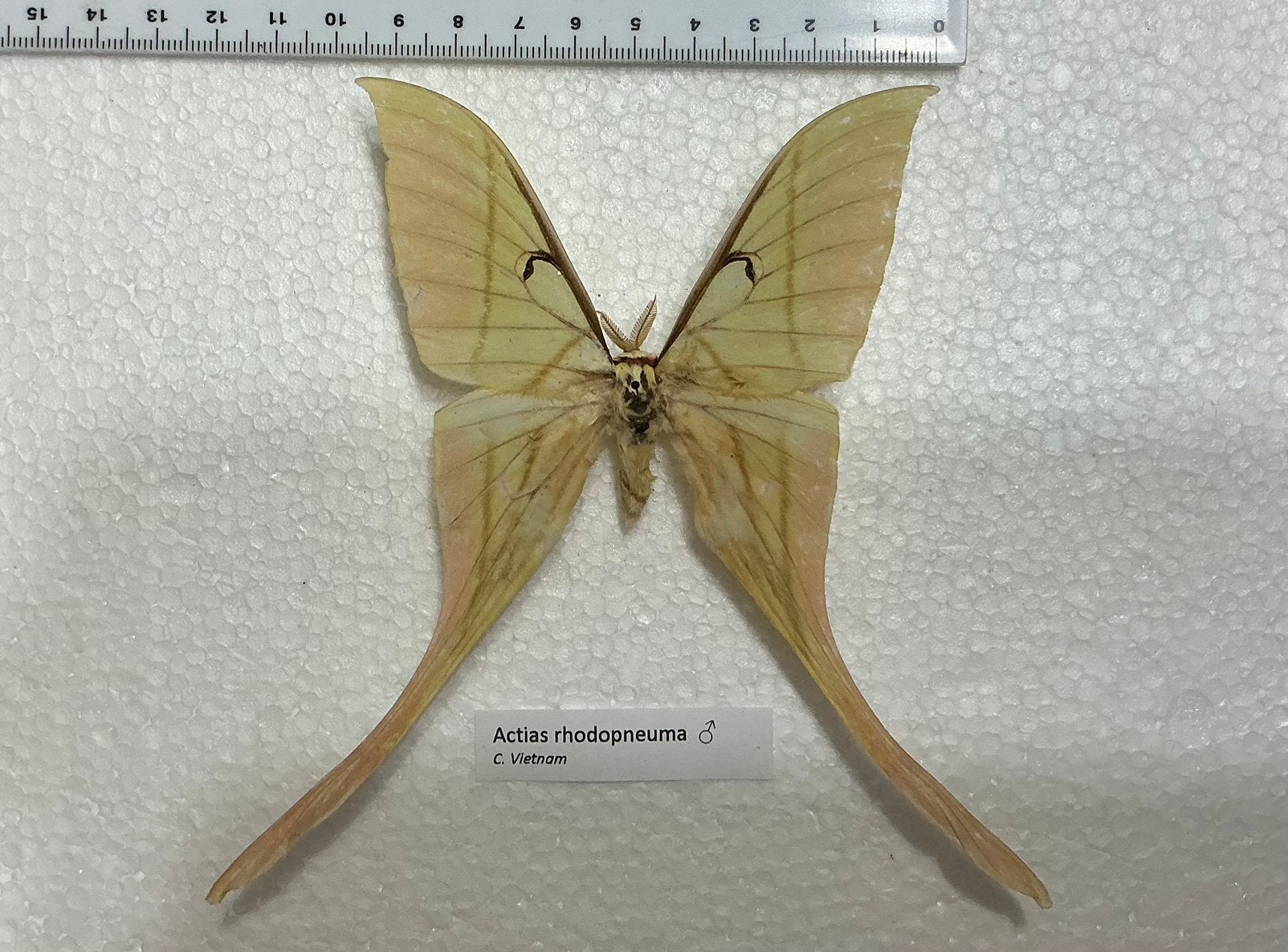 Actias rhodopneuma, Ophalen of Verzenden, Zo goed als nieuw