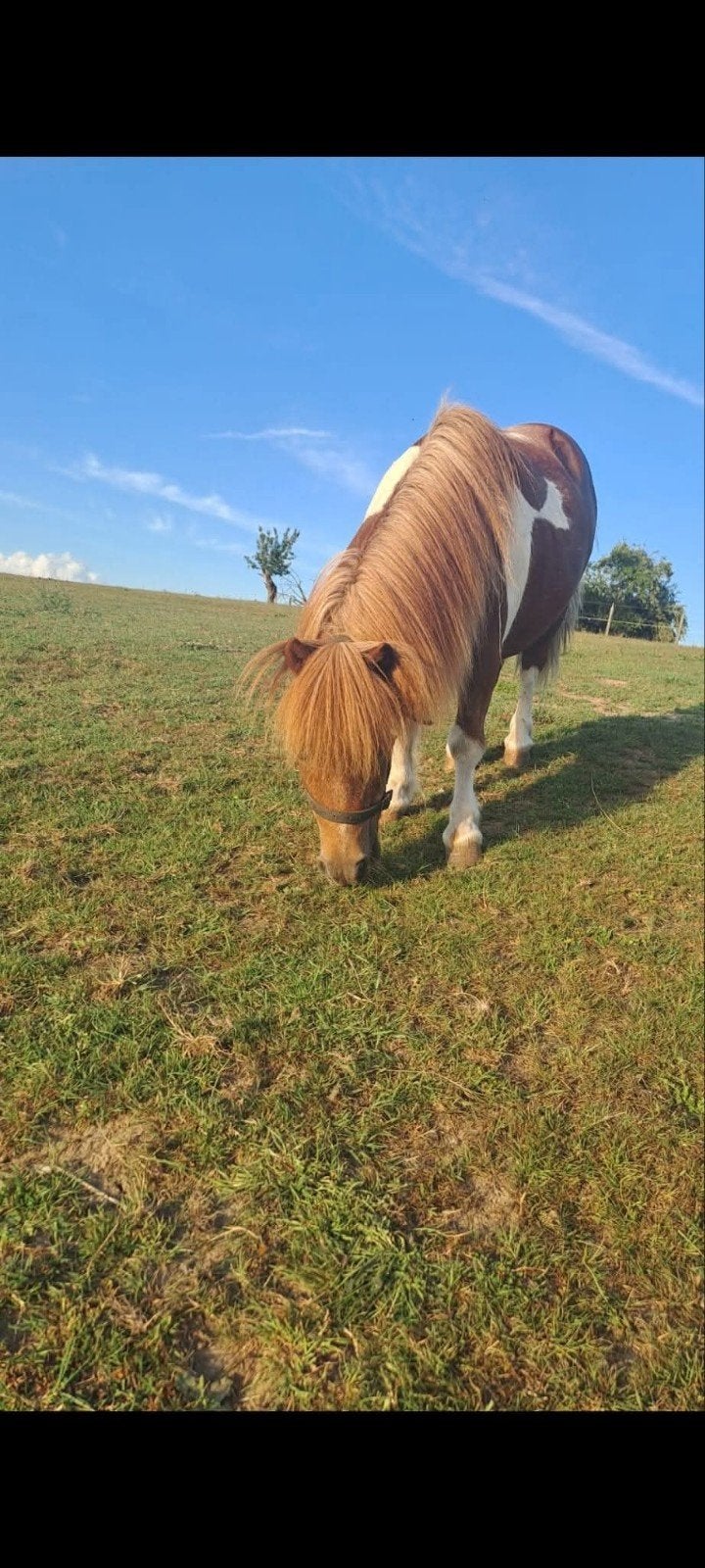 Pony ruin, Dieren en Toebehoren