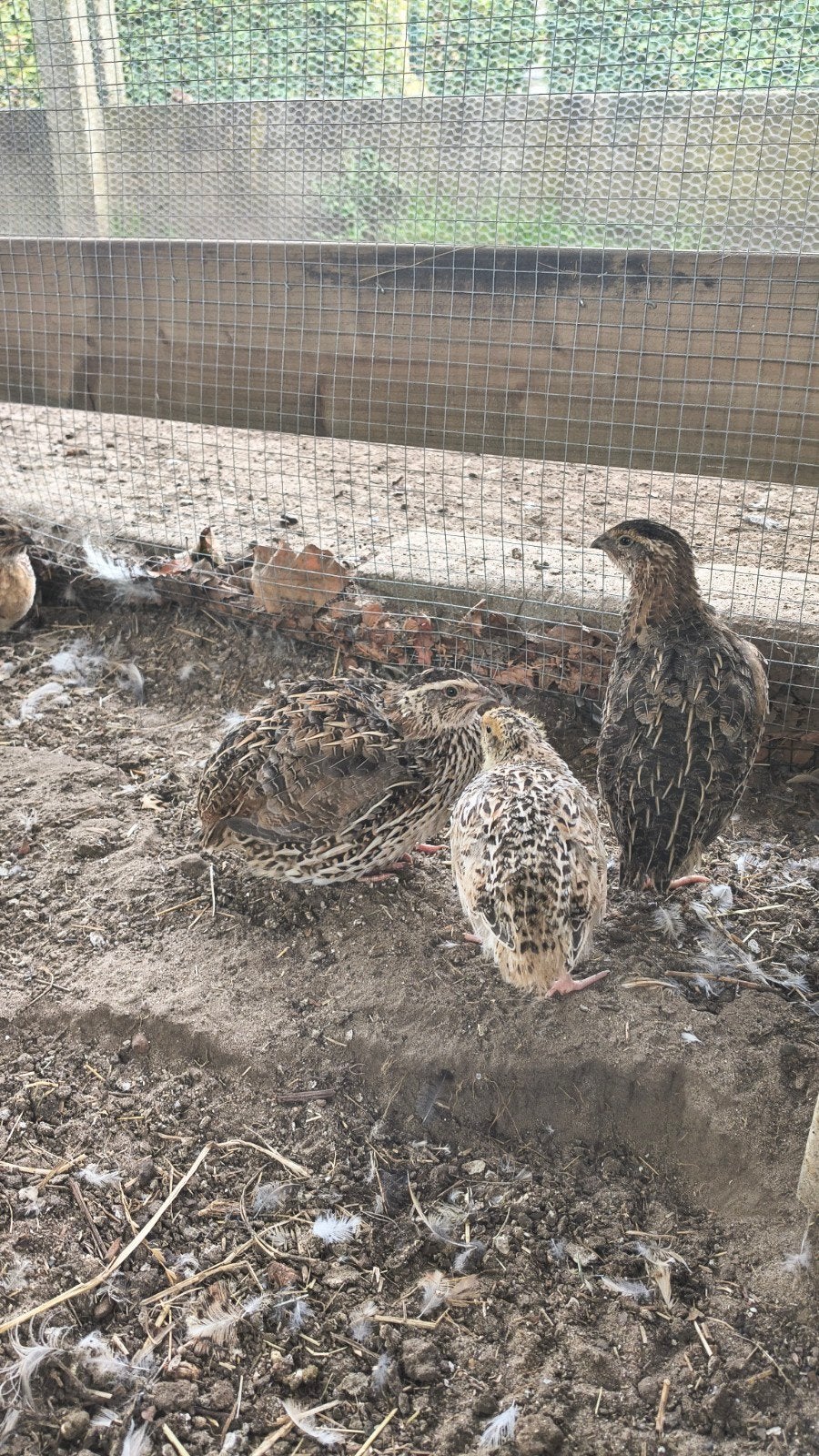 Kwartels, Dieren en Toebehoren, Geslacht onbekend