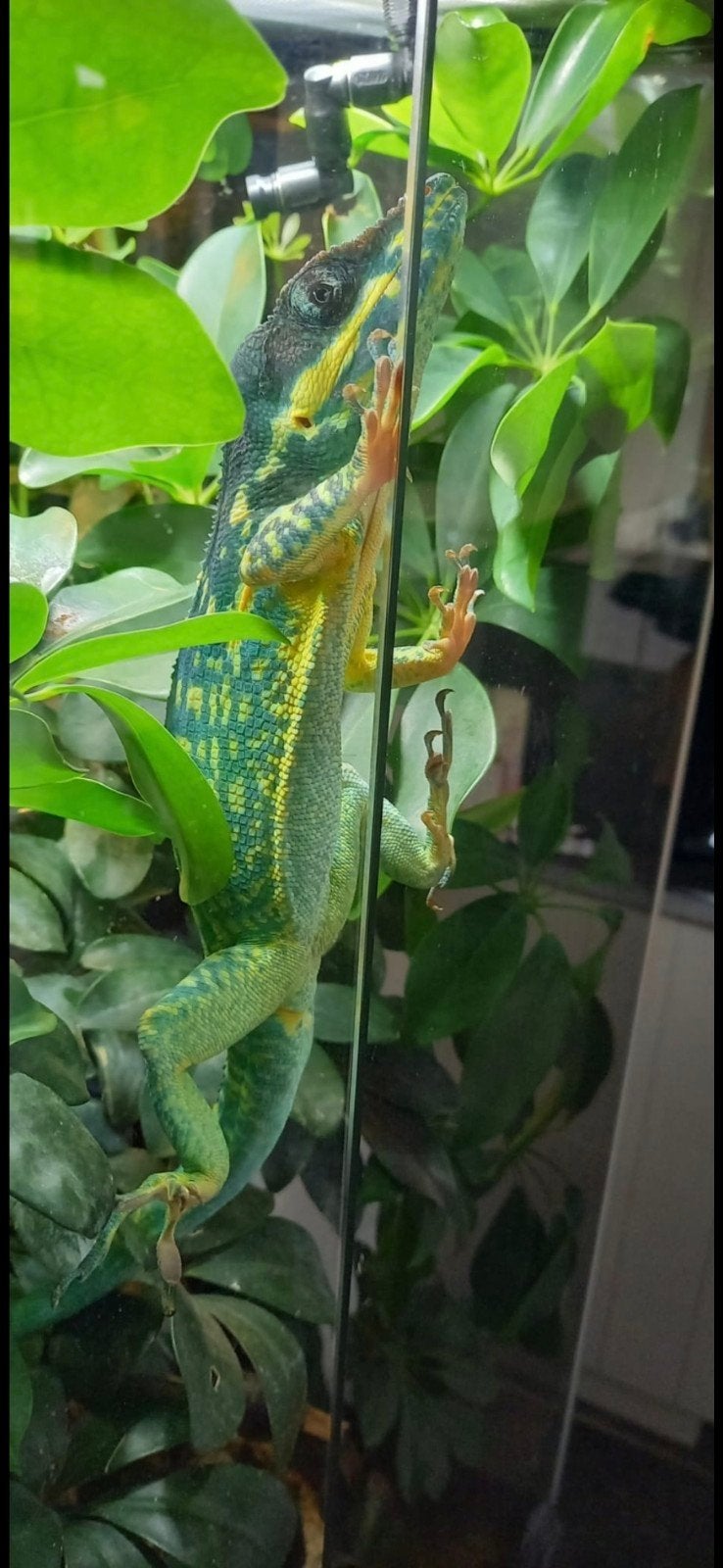 Anolis Equestris Potior met/znd terrarium, Ophalen