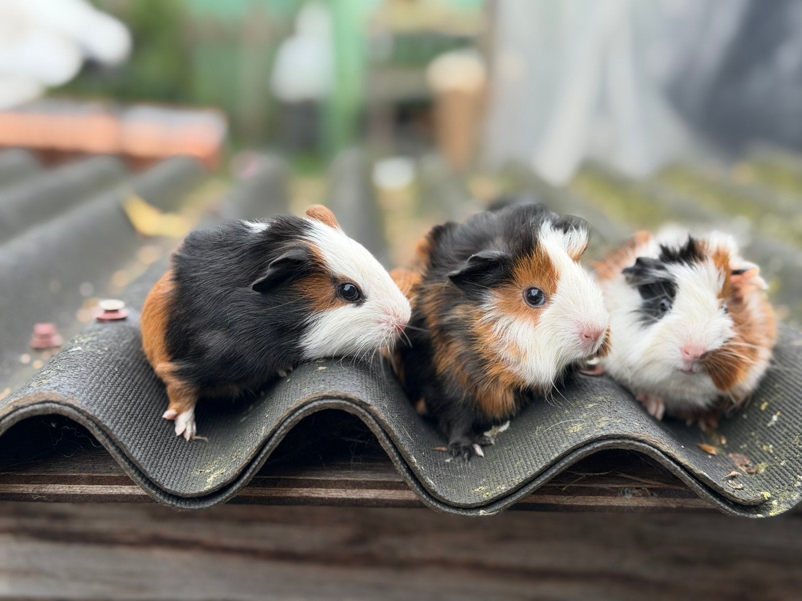 Mannelijke cavias, Animaux & Accessoires, Août, Mâle, Domestique, Cobaye