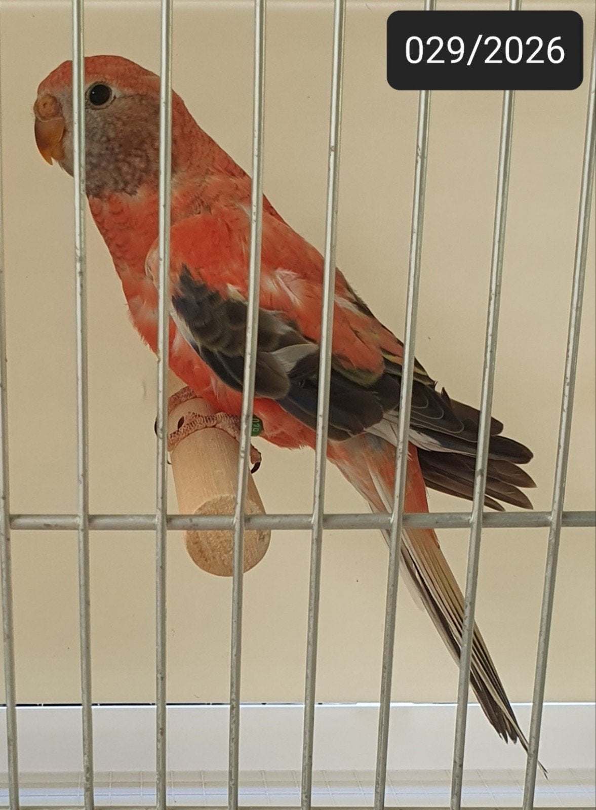2-0 Opaline(roze) bourkes parkieten 2026 ek, Dieren en Toebehoren, Vogels | Parkieten en Papegaaien, Mannelijk, Parkiet, Geringd