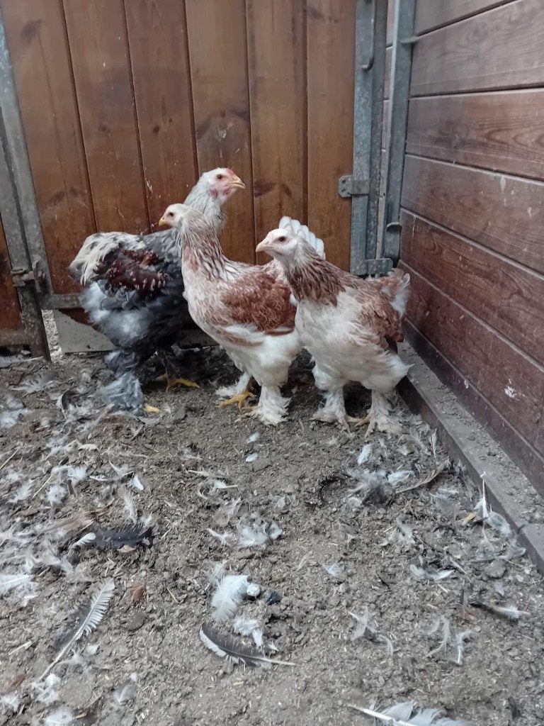 Trio brahma zalm blauw groothoender, Plusieurs animaux, Poule ou poulet
