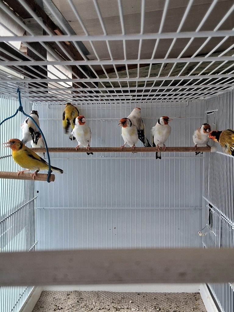 Putters, Dieren en Toebehoren, Meerdere dieren