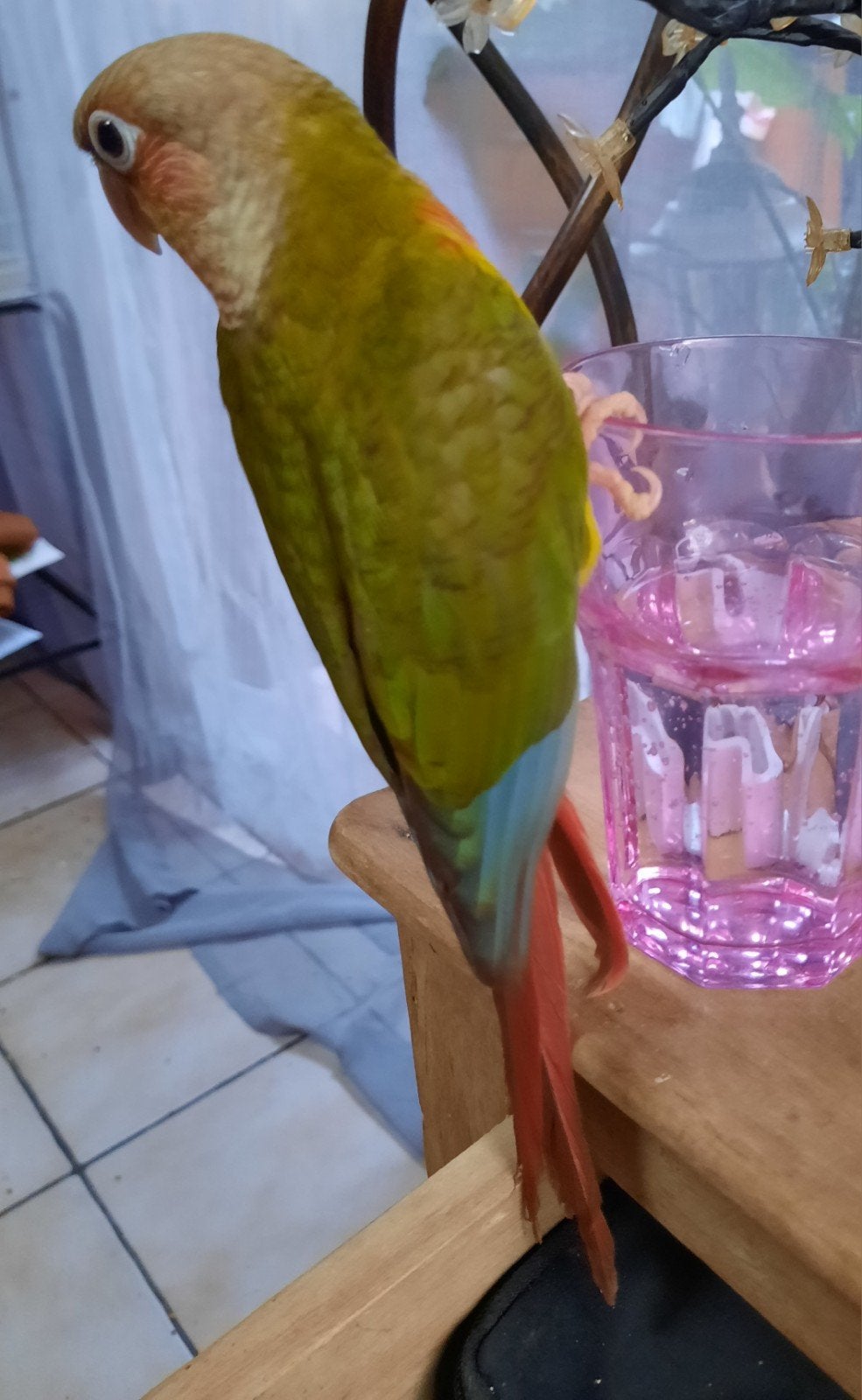 conure molinae( pyrrhura) eam, Mâle
