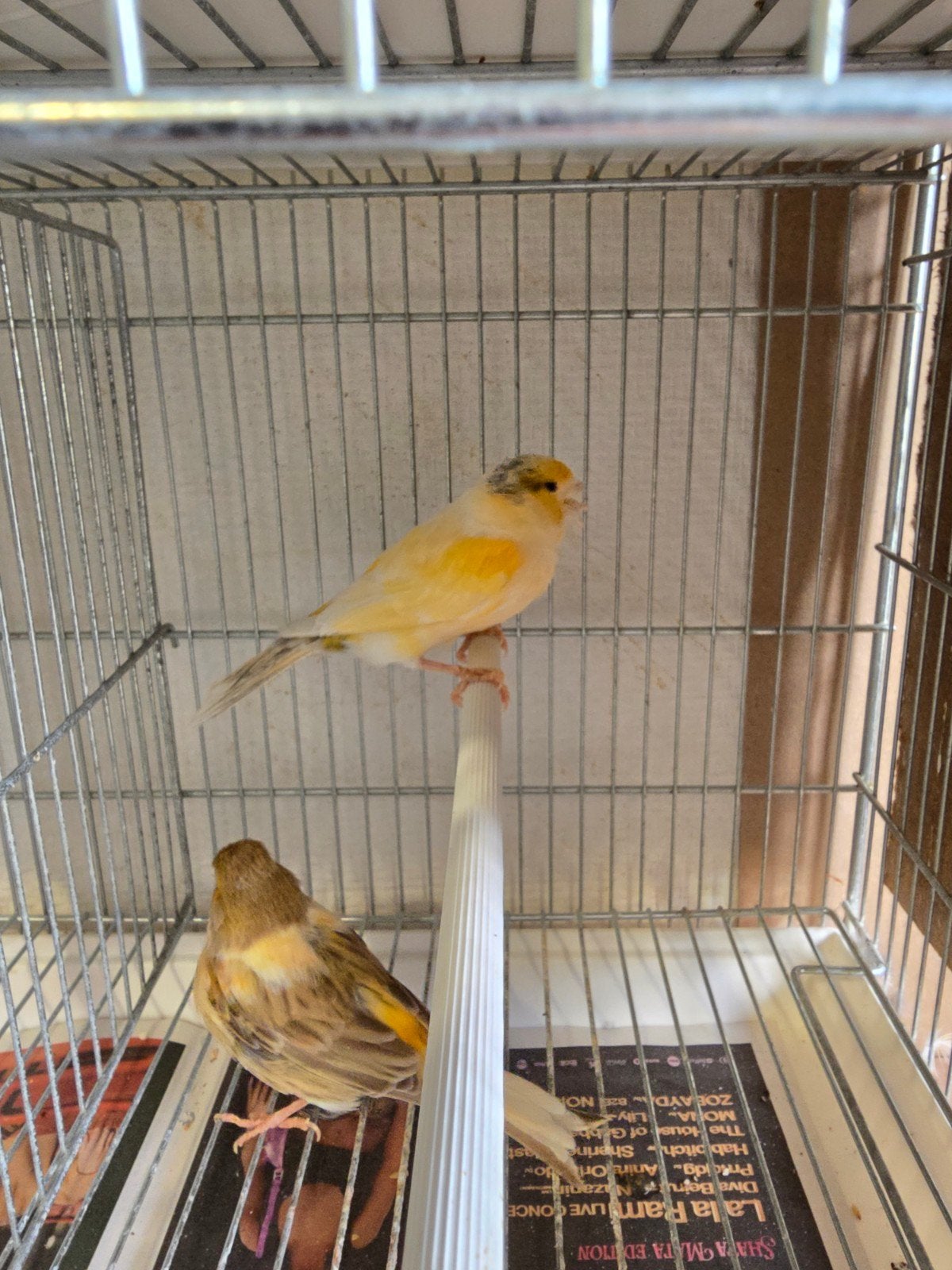 Koppel kanarie 2025 , 35€, Dieren en Toebehoren, Vogels | Kanaries