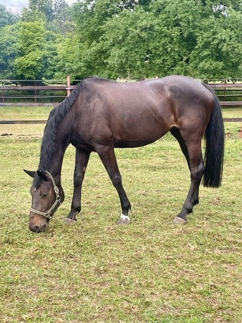 Fokmerrie te koop, Avec pedigree, Ne s'applique pas, Cheval de saut, 170 à 175 cm