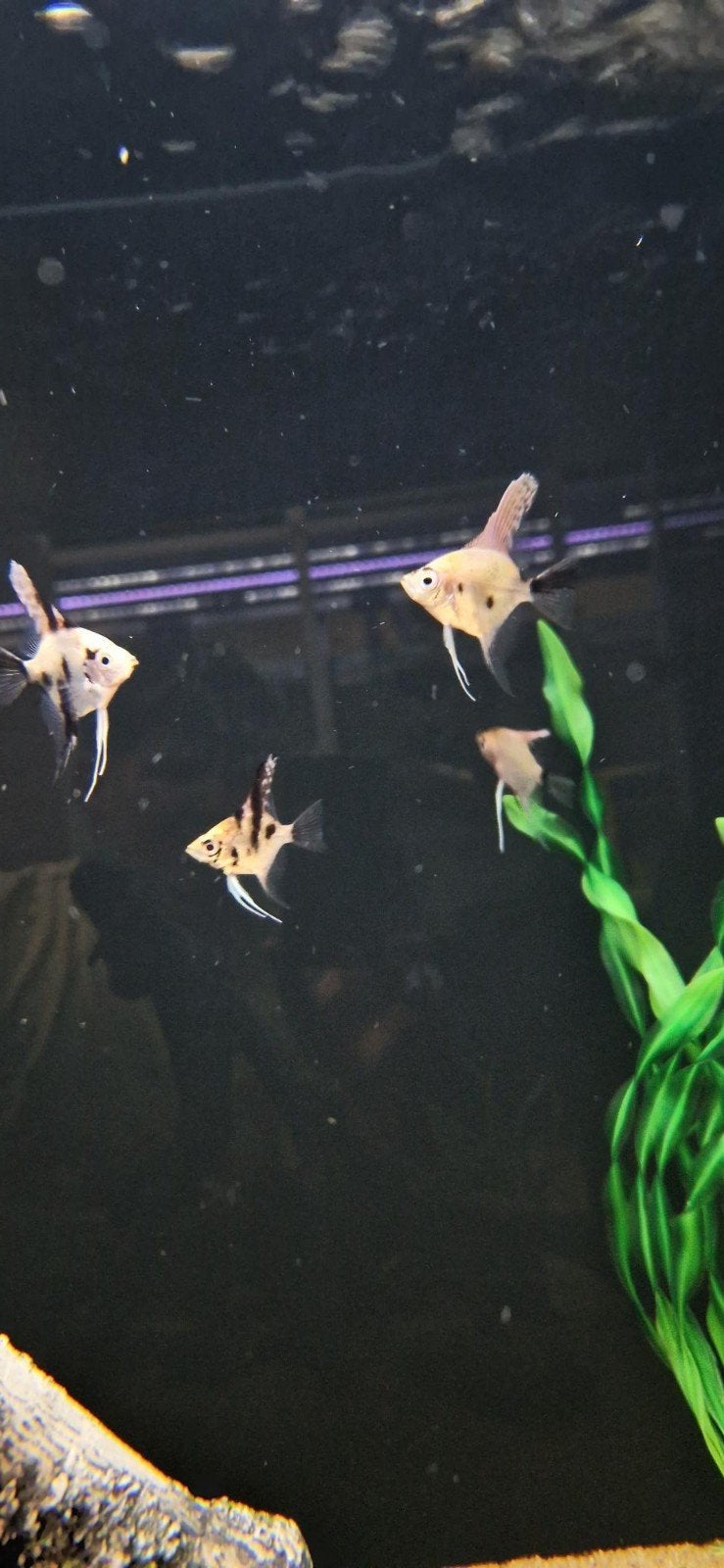 Verschillende soorten maanvissen, Dieren en Toebehoren, Vissen | Aquariumvissen