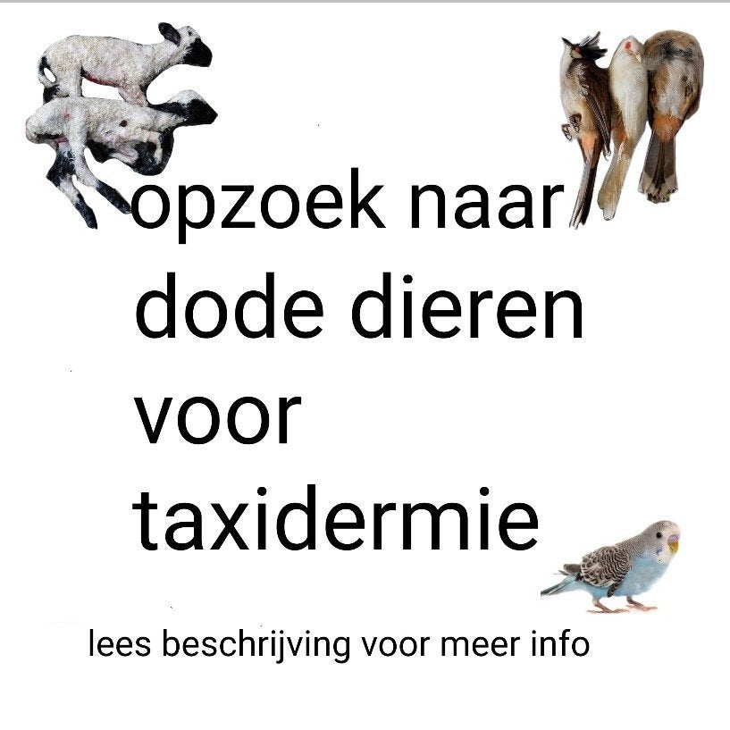 Opzoek naar dode/overleden dieren voor taxidermie, Dieren en Toebehoren, Overige Dieren, Meerdere dieren, Juni