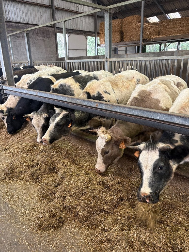 15 stierbare dikbil vaarzen, Vrouwelijk, 0 tot 2 jaar