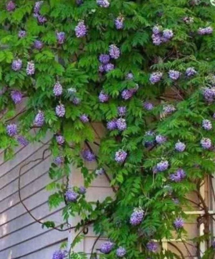 Glycine, Jardin & Terrasse, Enlèvement