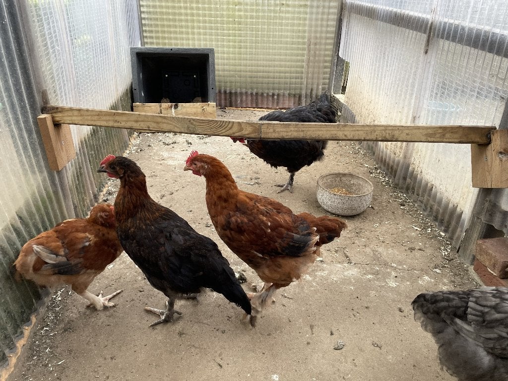 marans kip en jonge haantjes, Femelle, Poule ou poulet