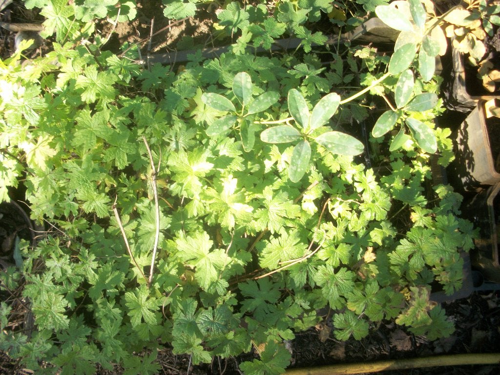 Vaste geraniums in grotere pot, Jardin & Terrasse, Plantes | Jardin, Autres espèces, Été, Enlèvement, Plante fixe