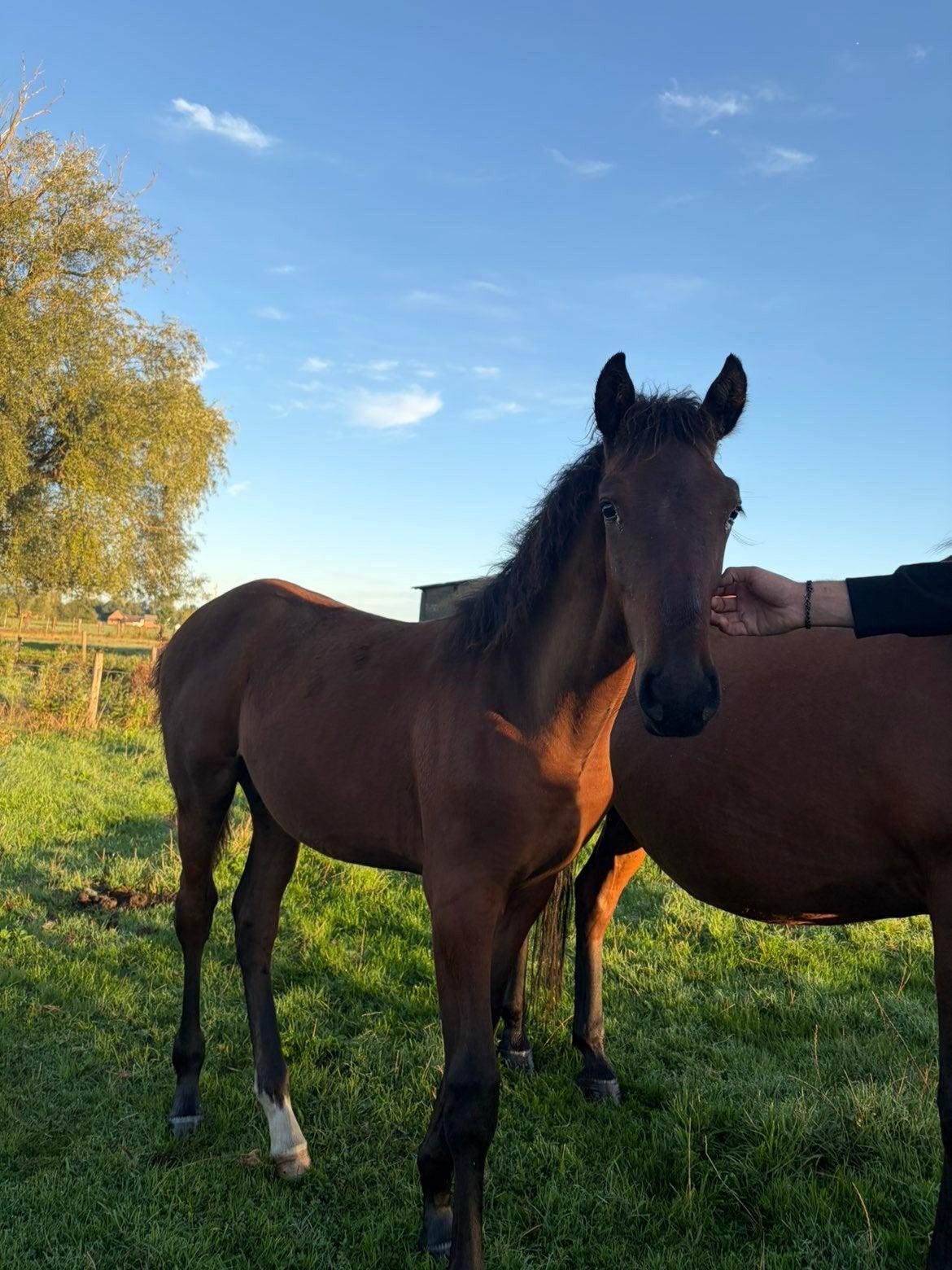 veulen te koop, Animaux & Accessoires, Chevaux, Étalon