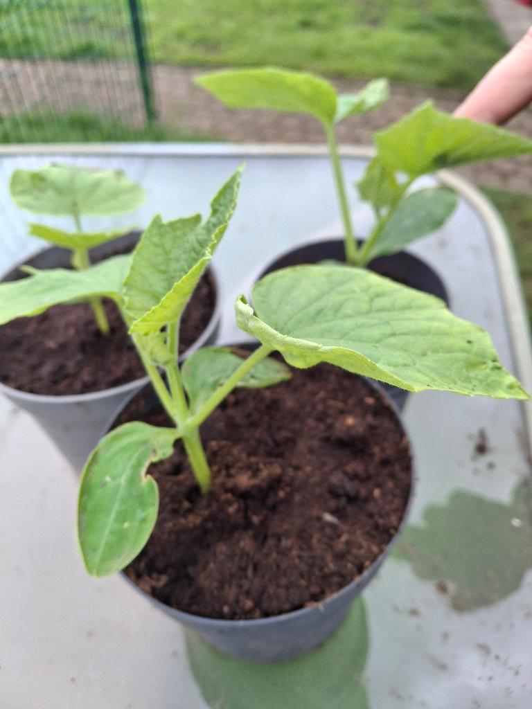 Komkommer plant, Tuin en Terras, Ophalen