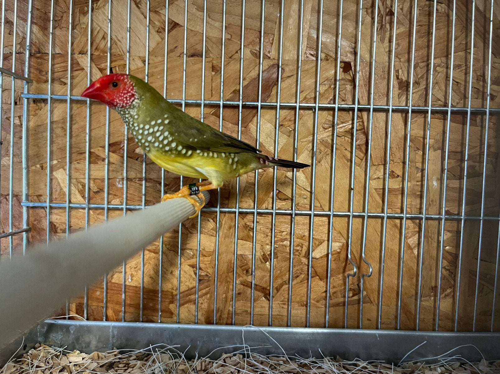 Koppel binsenastrilde, Dieren en Toebehoren