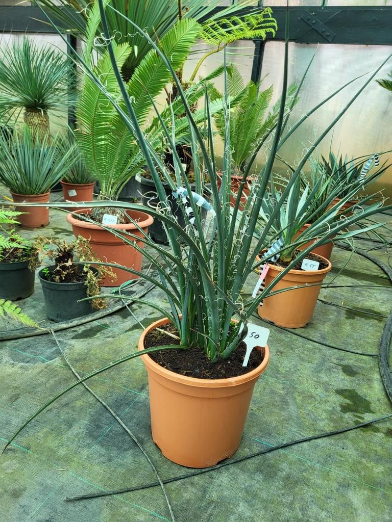 Hesperaloe parviflora, 50 cm de haut, Enlèvement