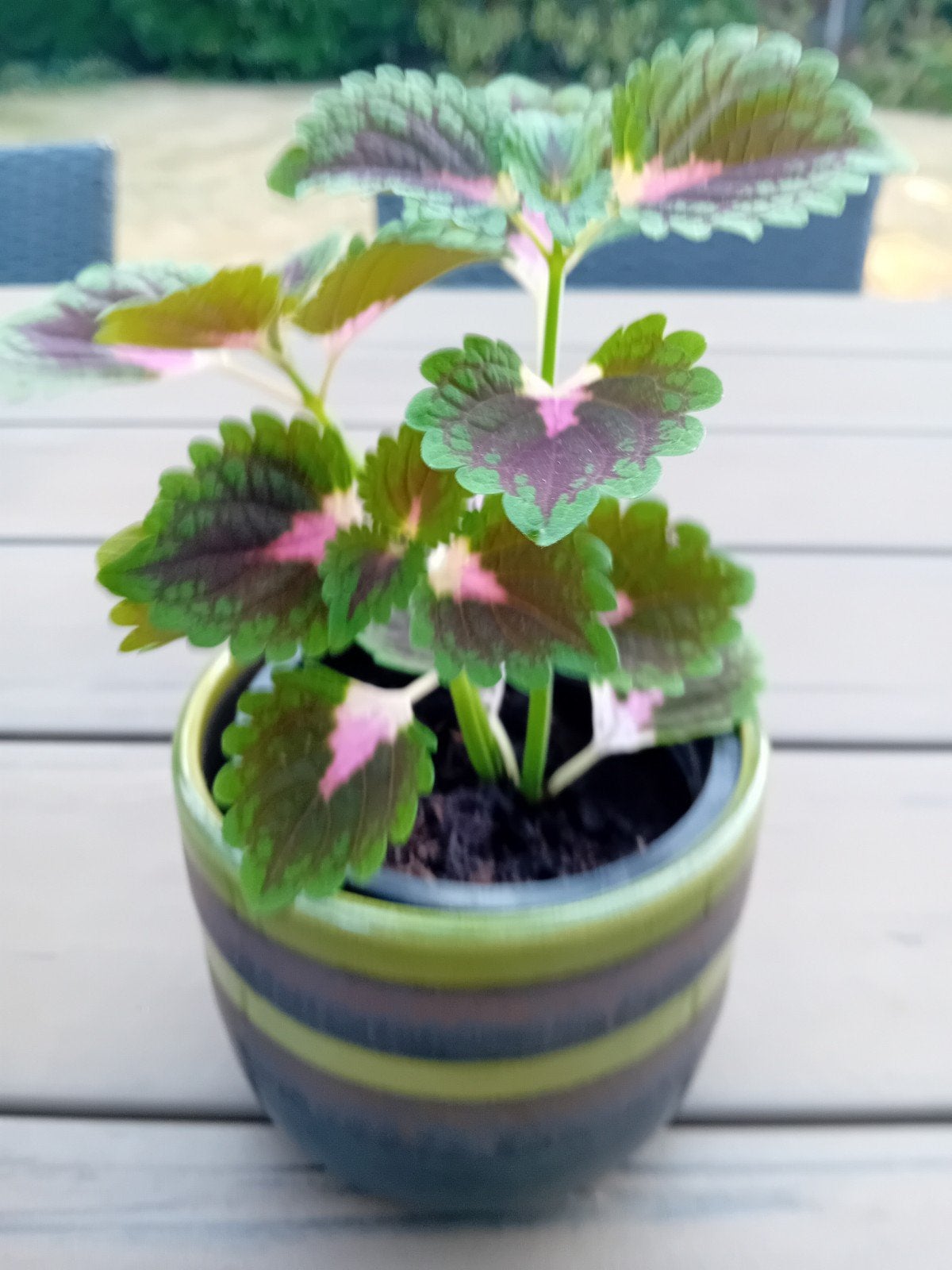 Sierlijke siernetel in stenen sierpotje. kies uit, Tuin en Terras, Planten | Tuinplanten, Vaste plant, Halfschaduw, Lente, Ophalen