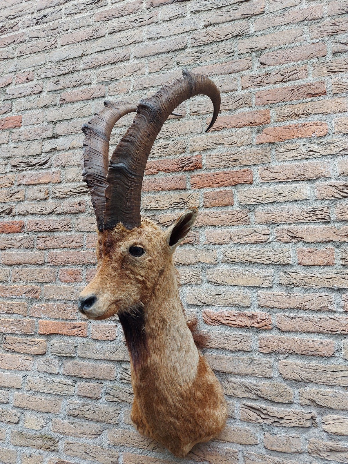 opgezette kop steenbok taxidermie jacht schedel hert gewei, Ophalen, Wild dier, Gewei of Kop